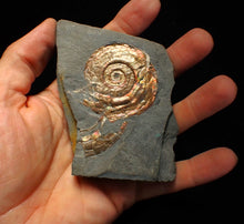 Load image into Gallery viewer, Iridescent Psiloceras ammonite fossil 50mm
