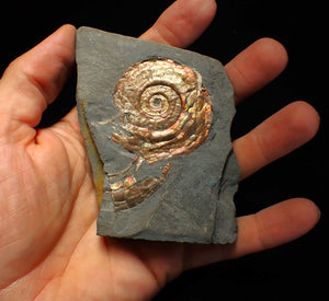Iridescent Psiloceras ammonite fossil 50mm