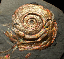 Load image into Gallery viewer, Iridescent Psiloceras ammonite fossil 50mm
