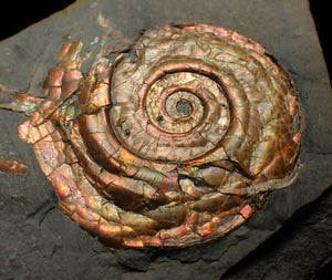 Iridescent Psiloceras ammonite fossil 50mm