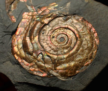 Load image into Gallery viewer, Iridescent Psiloceras ammonite fossil 50mm
