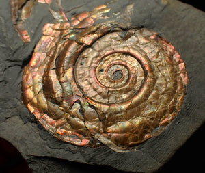 Iridescent Psiloceras ammonite fossil 50mm