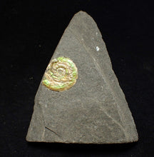 Load image into Gallery viewer, 15mm juvenile green iridescent Psiloceras ammonite fossil
