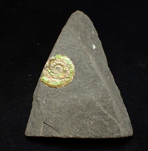 15mm juvenile green iridescent Psiloceras ammonite fossil