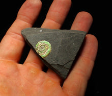 Load image into Gallery viewer, 15mm juvenile green iridescent Psiloceras ammonite fossil
