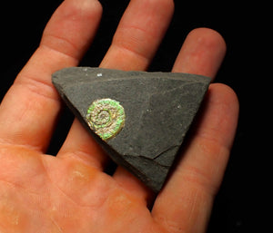 15mm juvenile green iridescent Psiloceras ammonite fossil