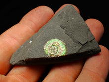 Load image into Gallery viewer, 15mm juvenile green iridescent Psiloceras ammonite fossil
