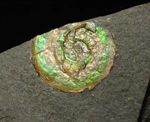 Load image into Gallery viewer, 15mm juvenile green iridescent Psiloceras ammonite fossil
