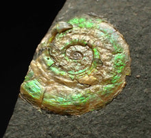 Load image into Gallery viewer, 15mm juvenile green iridescent Psiloceras ammonite fossil
