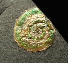 Load image into Gallery viewer, 15mm juvenile green iridescent Psiloceras ammonite fossil
