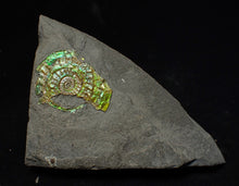 Load image into Gallery viewer, Juvenile iridescent Caloceras display ammonite fossil 30 mm
