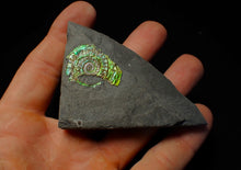 Load image into Gallery viewer, Juvenile iridescent Caloceras display ammonite fossil 30 mm
