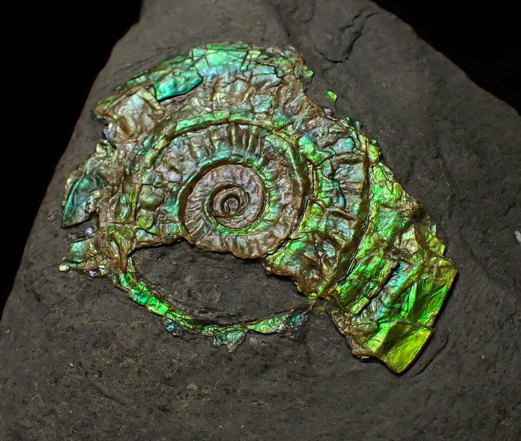 Juvenile iridescent Caloceras display ammonite fossil 30 mm