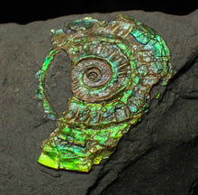 Load image into Gallery viewer, Juvenile iridescent Caloceras display ammonite fossil 30 mm
