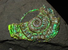 Load image into Gallery viewer, Juvenile iridescent Caloceras display ammonite fossil 30 mm
