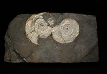 Load image into Gallery viewer, White multi-Psiloceras ammonite display fossil
