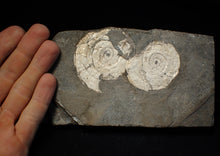 Load image into Gallery viewer, White multi-Psiloceras ammonite display fossil
