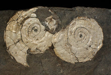 Load image into Gallery viewer, White multi-Psiloceras ammonite display fossil

