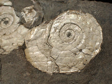 Load image into Gallery viewer, White multi-Psiloceras ammonite display fossil
