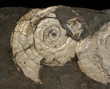 Load image into Gallery viewer, White multi-Psiloceras ammonite display fossil
