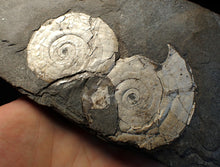 Load image into Gallery viewer, White multi-Psiloceras ammonite display fossil
