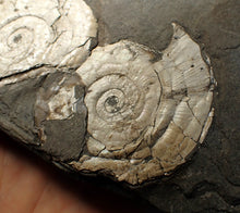 Load image into Gallery viewer, White multi-Psiloceras ammonite display fossil
