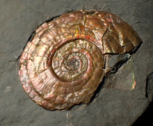 Load image into Gallery viewer, Iridescent multi-Psiloceras ammonite display fossil
