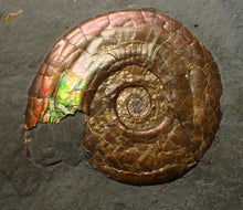 Load image into Gallery viewer, Iridescent multi-Psiloceras ammonite display fossil

