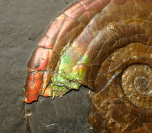 Load image into Gallery viewer, Iridescent multi-Psiloceras ammonite display fossil
