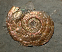 Load image into Gallery viewer, Iridescent multi-Psiloceras ammonite display fossil
