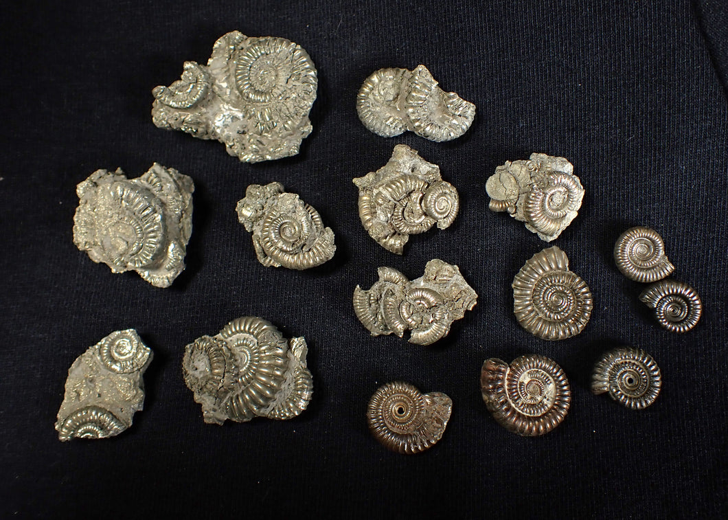 Pyrite ammonite batch x15