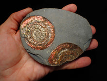 Load image into Gallery viewer, Large red iridescent Psiloceras ammonite fossil display piece
