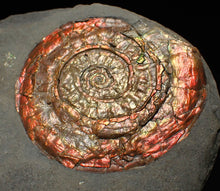 Load image into Gallery viewer, Large red iridescent Psiloceras ammonite fossil display piece
