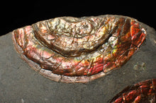 Load image into Gallery viewer, Large red iridescent Psiloceras ammonite fossil display piece
