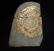 Load image into Gallery viewer, Big iridescent Caloceras display ammonite fossil (85mm)

