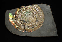 Load image into Gallery viewer, Big iridescent Caloceras display ammonite fossil (85mm)
