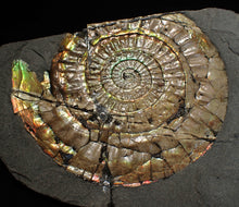 Load image into Gallery viewer, Big iridescent Caloceras display ammonite fossil (85mm)
