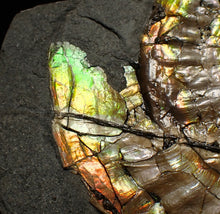Load image into Gallery viewer, Big iridescent Caloceras display ammonite fossil (85mm)
