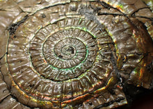 Load image into Gallery viewer, Big iridescent Caloceras display ammonite fossil (85mm)

