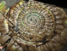 Load image into Gallery viewer, Big iridescent Caloceras display ammonite fossil (85mm)
