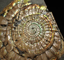 Load image into Gallery viewer, Big iridescent Caloceras display ammonite fossil (85mm)
