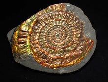 Load image into Gallery viewer, Multi-coloured iridescent Caloceras display ammonite (86mm)
