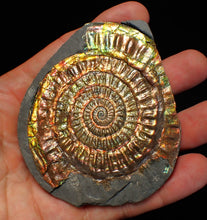 Load image into Gallery viewer, Multi-coloured iridescent Caloceras display ammonite (86mm)
