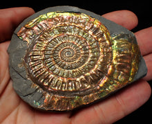 Load image into Gallery viewer, Multi-coloured iridescent Caloceras display ammonite (86mm)
