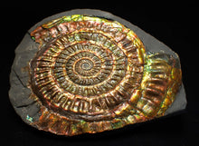 Load image into Gallery viewer, Multi-coloured iridescent Caloceras display ammonite (86mm)
