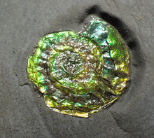 Load image into Gallery viewer, Juvenile iridescent Caloceras display ammonite fossil 18mm
