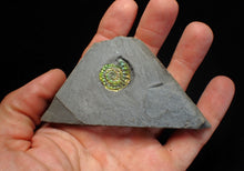 Load image into Gallery viewer, Juvenile iridescent Caloceras display ammonite fossil 18mm
