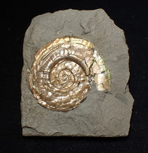 Load image into Gallery viewer, Pearlescent juvenile Psiloceras ammonite fossil
