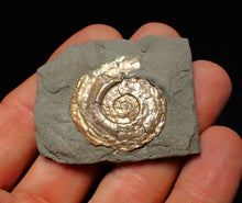 Load image into Gallery viewer, Pearlescent juvenile Psiloceras ammonite fossil
