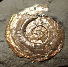 Load image into Gallery viewer, Pearlescent juvenile Psiloceras ammonite fossil
